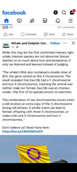 Whale and Dolphin Conservation