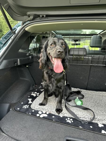 Adolescent Dog Survival Thread - for teenage dirtbags