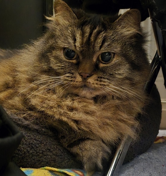 To show you my cat and her kittens for distraction and stress relief purposes?