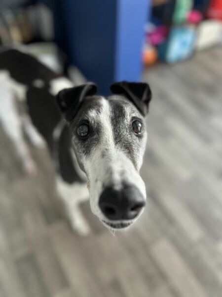 URGENT - DOG ATTACKED PARTNER **Please read OP's latest updates**  [edited by MNHQ]