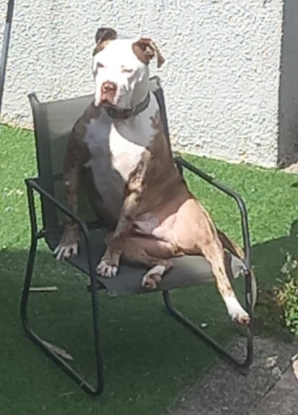 Dog nextdoor