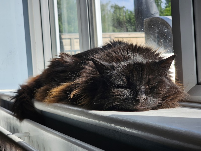 Roond and roond and up and doon - the Excellent Cats roam aboot