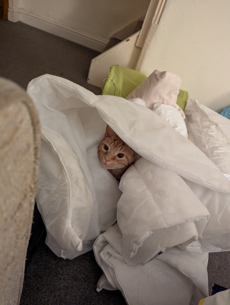 The One after the One where the Excellent Cats posed for a calendar