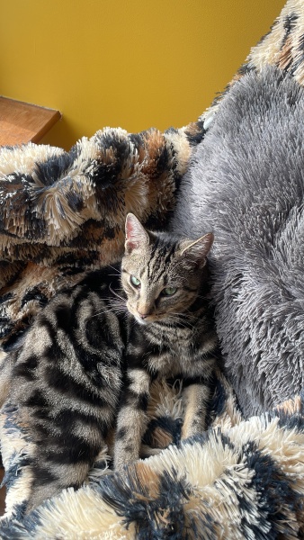 Need a handhold and some positive missing cat stories please!