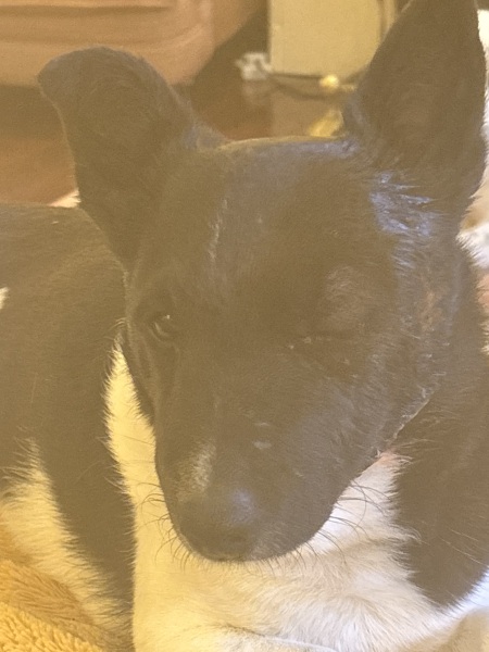 Dog's face severely swollen