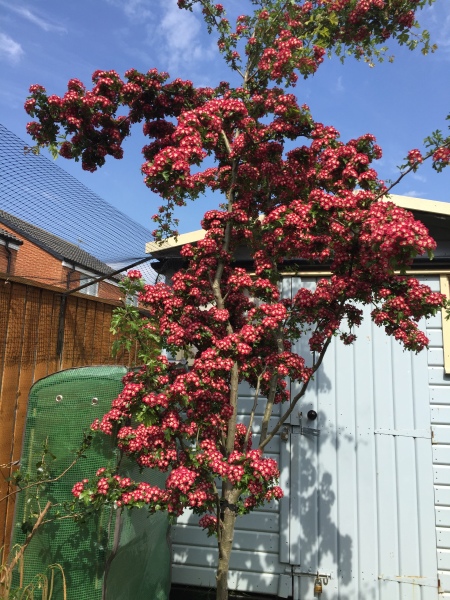 Fast growing privacy tree