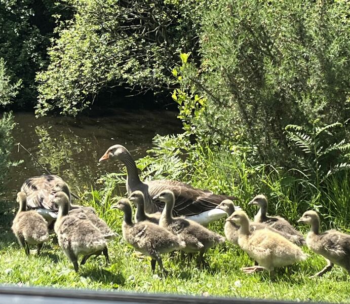 Can we talk about my fox family please?