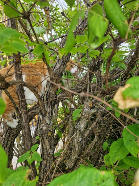 The One after the One where the Excellent Cats posed for a calendar
