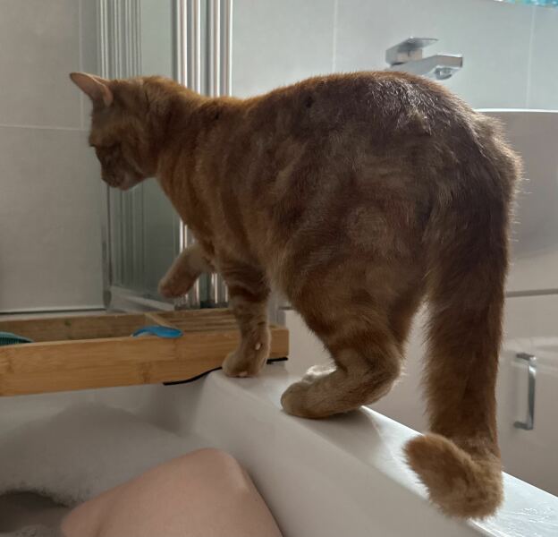 DH says cat needs to show more gratitude