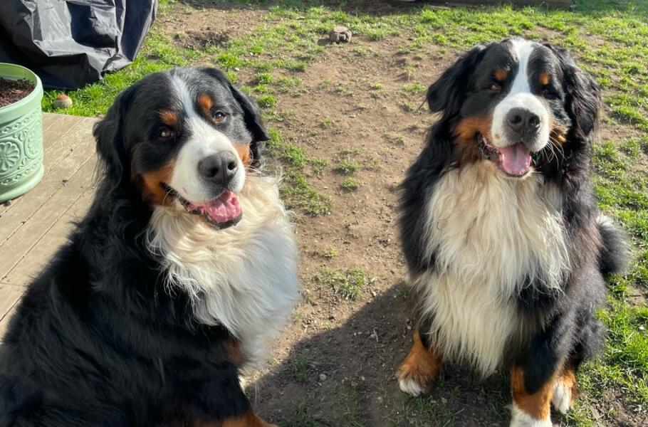 Dogs everywhere!