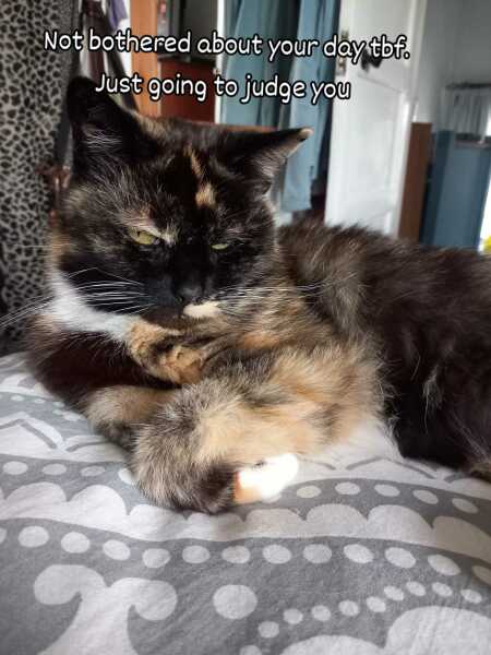 To show you my cat and her kittens for distraction and stress relief purposes?