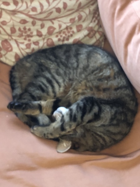 Cats everywhere!