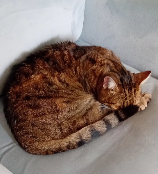 Roond and roond and up and doon - the Excellent Cats roam aboot