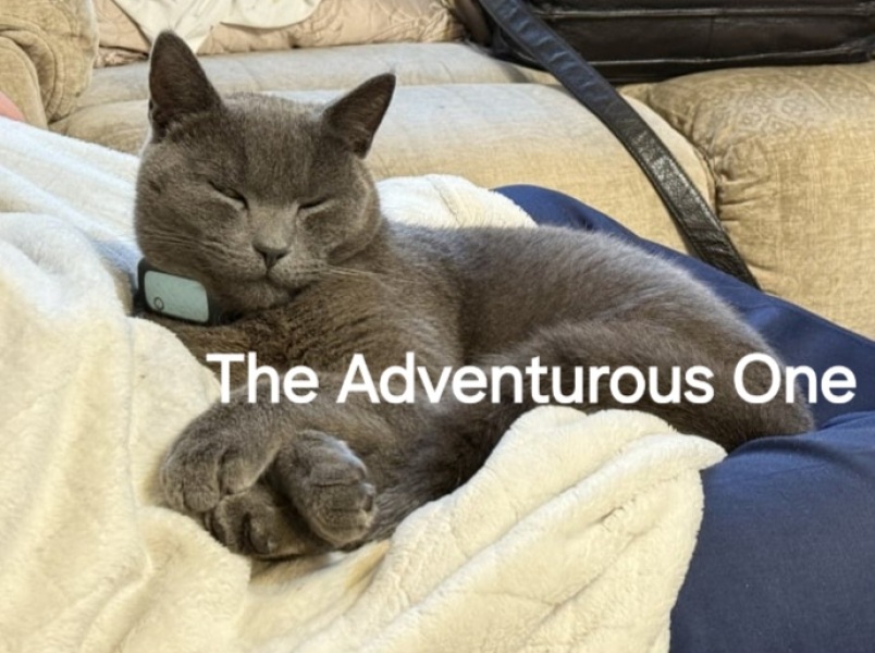 Roond and roond and up and doon - the Excellent Cats roam aboot