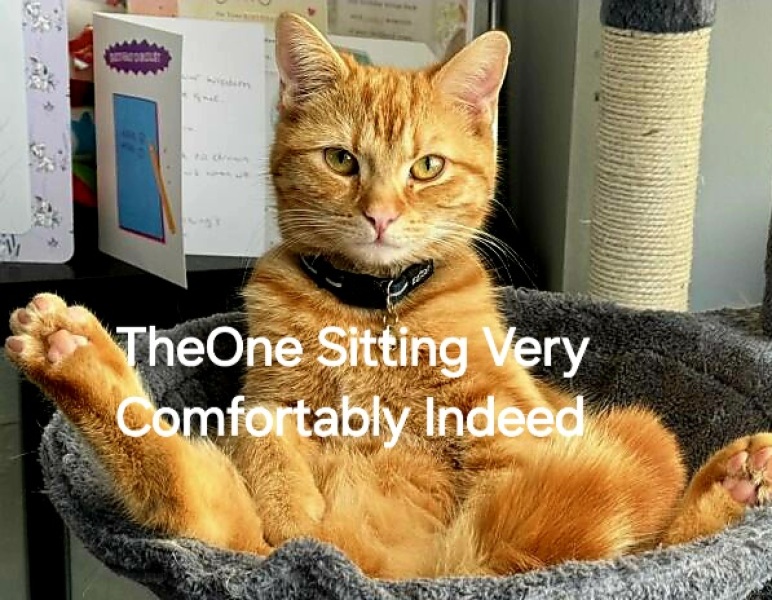 Roond and roond and up and doon - the Excellent Cats roam aboot