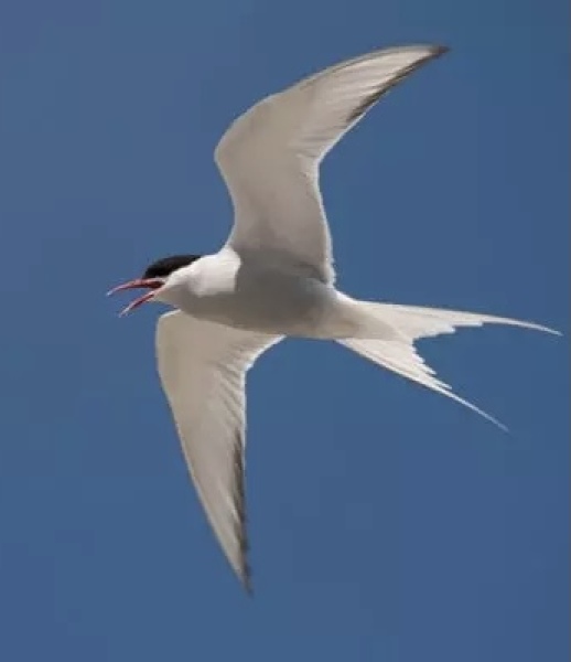 Holiday with terns abroad recommended please