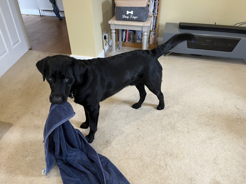 To show you my cat and her kittens for distraction and stress relief purposes?