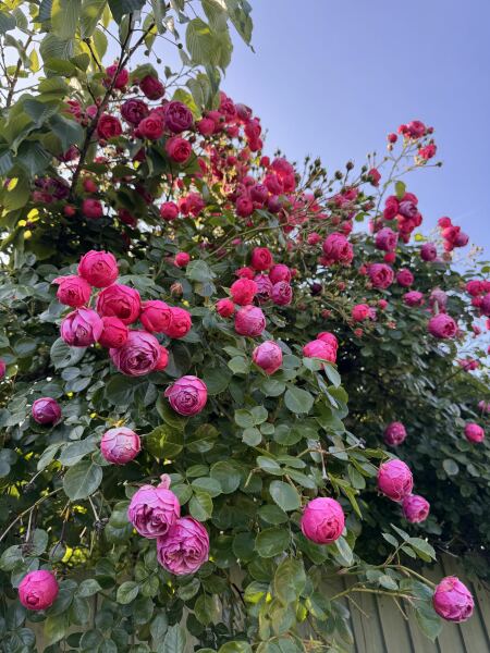 Please can you ID this rose?