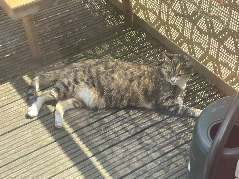 Roond and roond and up and doon - the Excellent Cats roam aboot