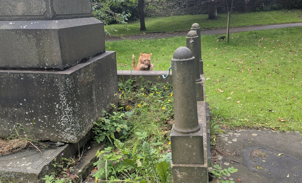 Cat freaked out in graveyard...