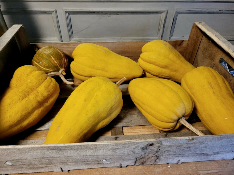 The Vegetable Patch 2024/2025