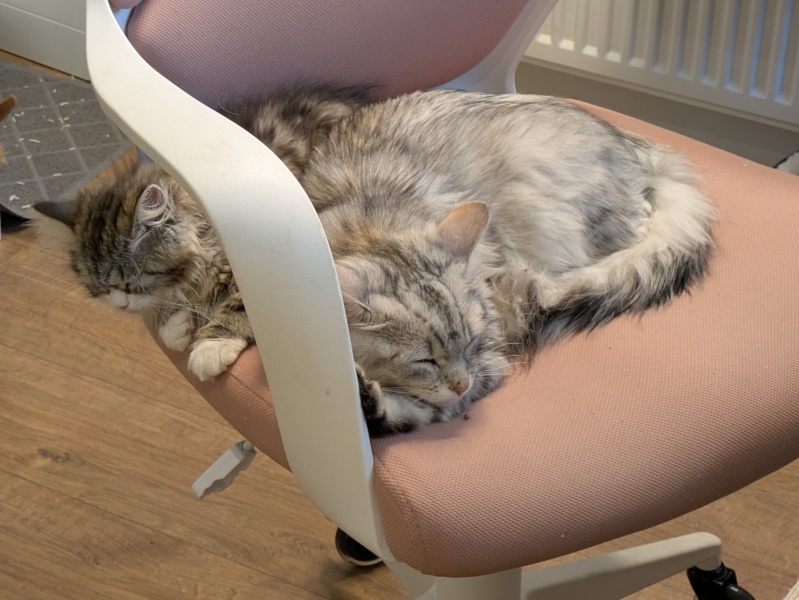 Unrelated kittens fighting