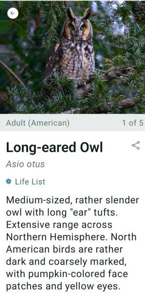 Merlin App Appreciation plus General Birding Chat