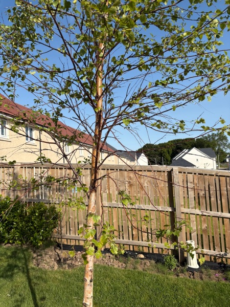 What’s eating my birch trees? 🌳