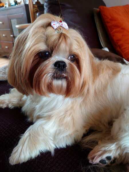 What breed of dog wouldn’t you have again?
