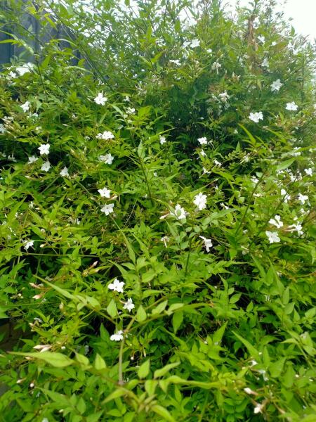 Another plant ID