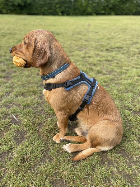 Adolescent Dog Survival Thread - for teenage dirtbags