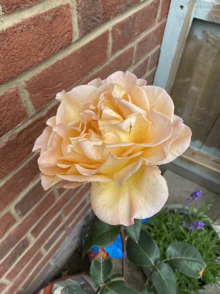 Why has only one rose grown? Am I doing something wrong?