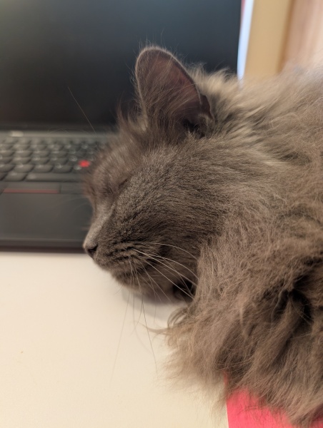 Cats everywhere!