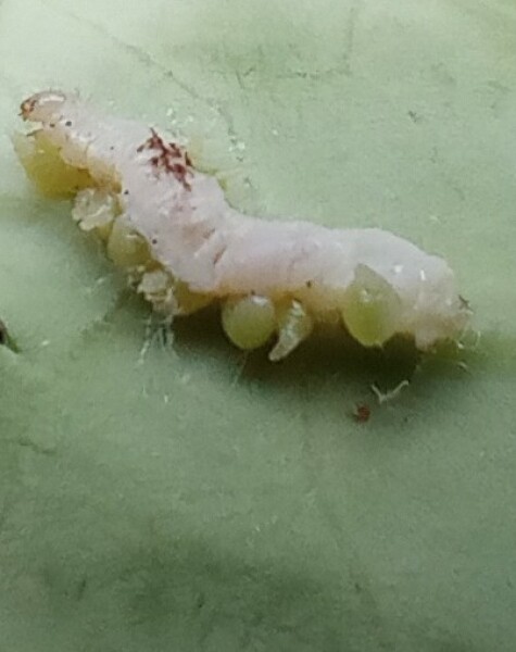 Zombie caterpillar
