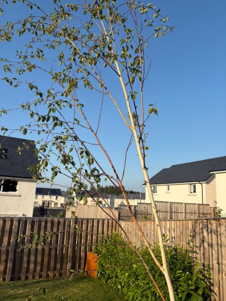 What’s eating my birch trees? 🌳