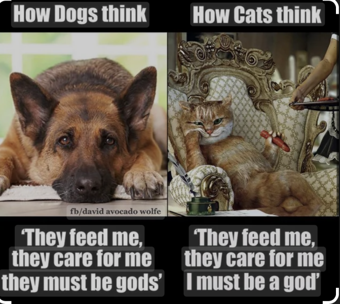 DH says cat needs to show more gratitude