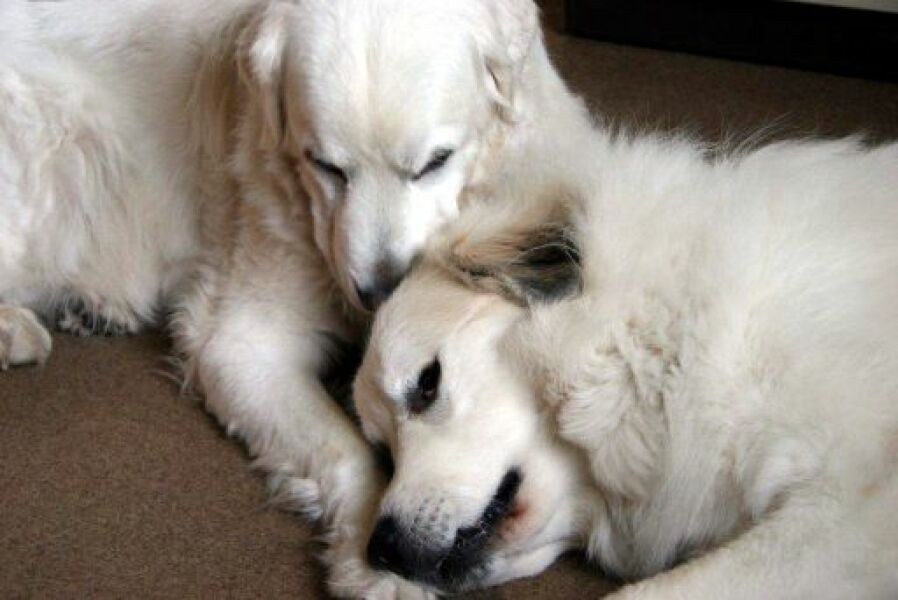 Adolescent Dog Survival Thread - for teenage dirtbags