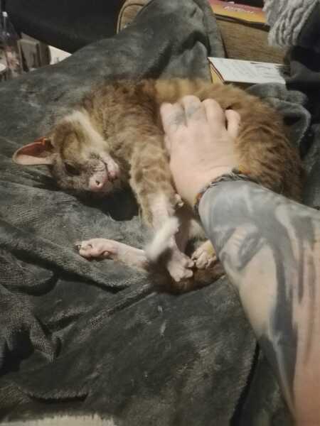 Roond and roond and up and doon - the Excellent Cats roam aboot