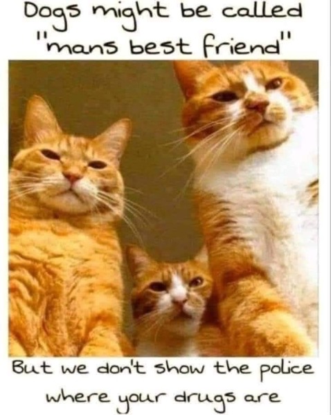 Cats everywhere!