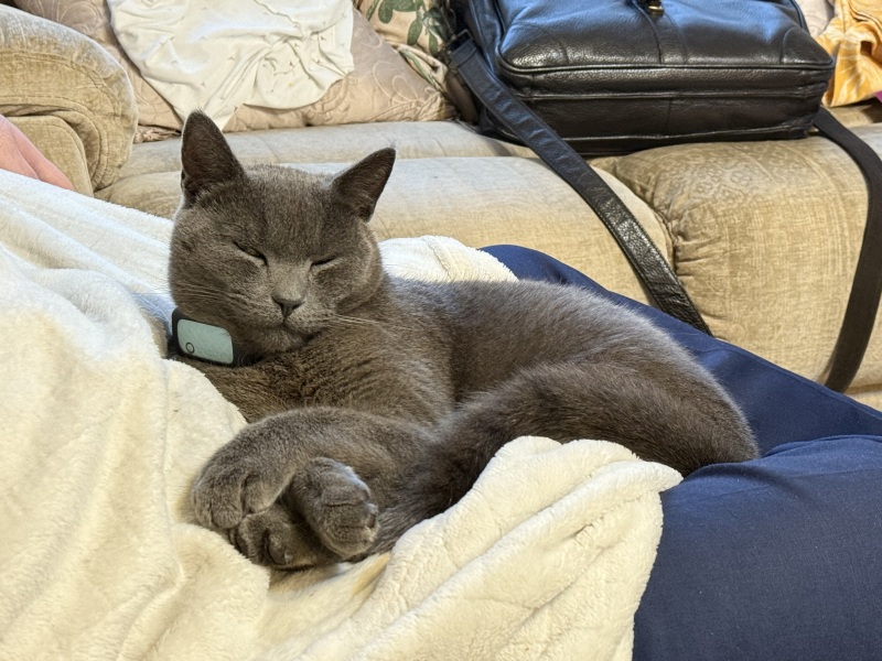 Roond and roond and up and doon - the Excellent Cats roam aboot