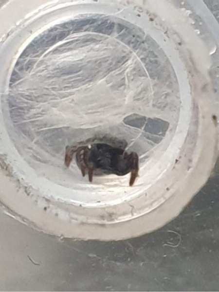 My new jumping spider.