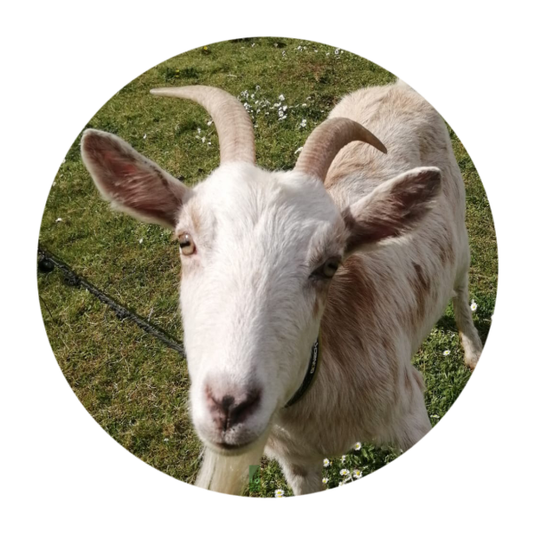 To show you my cat and her kittens for distraction and stress relief purposes?