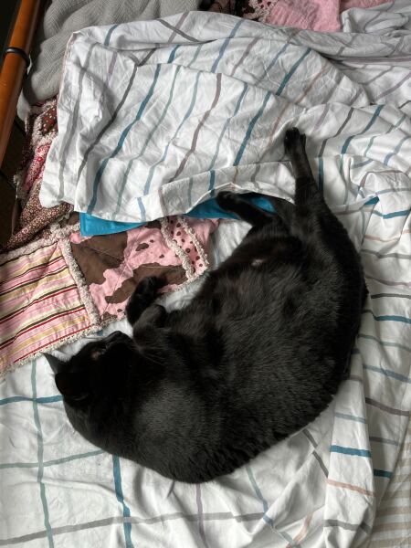 Any thoughts on cooling mats for cats ?