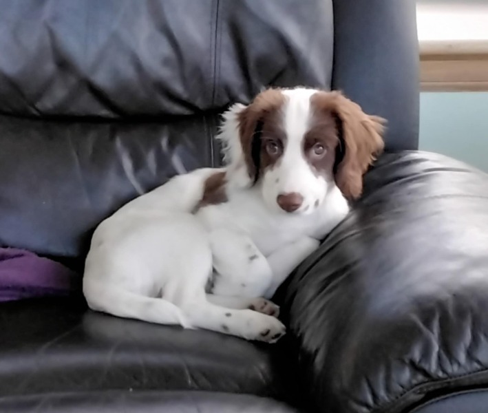 Adolescent Dog Survival Thread - for teenage dirtbags