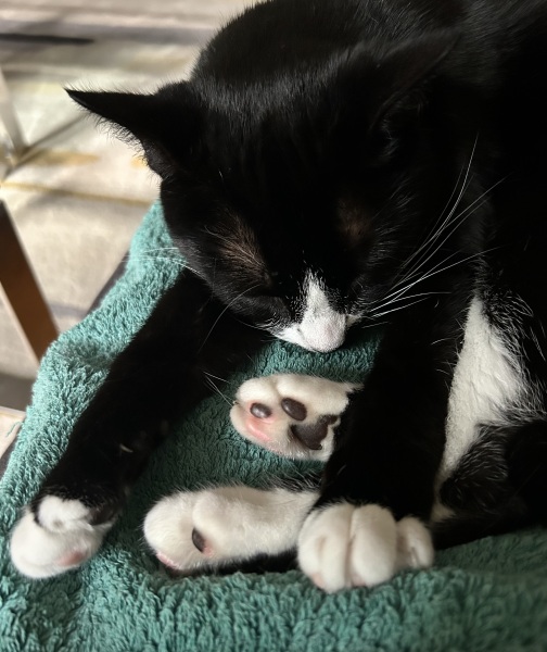 Thread 26 Starmer: Cats, Rebels and Orange Chaos