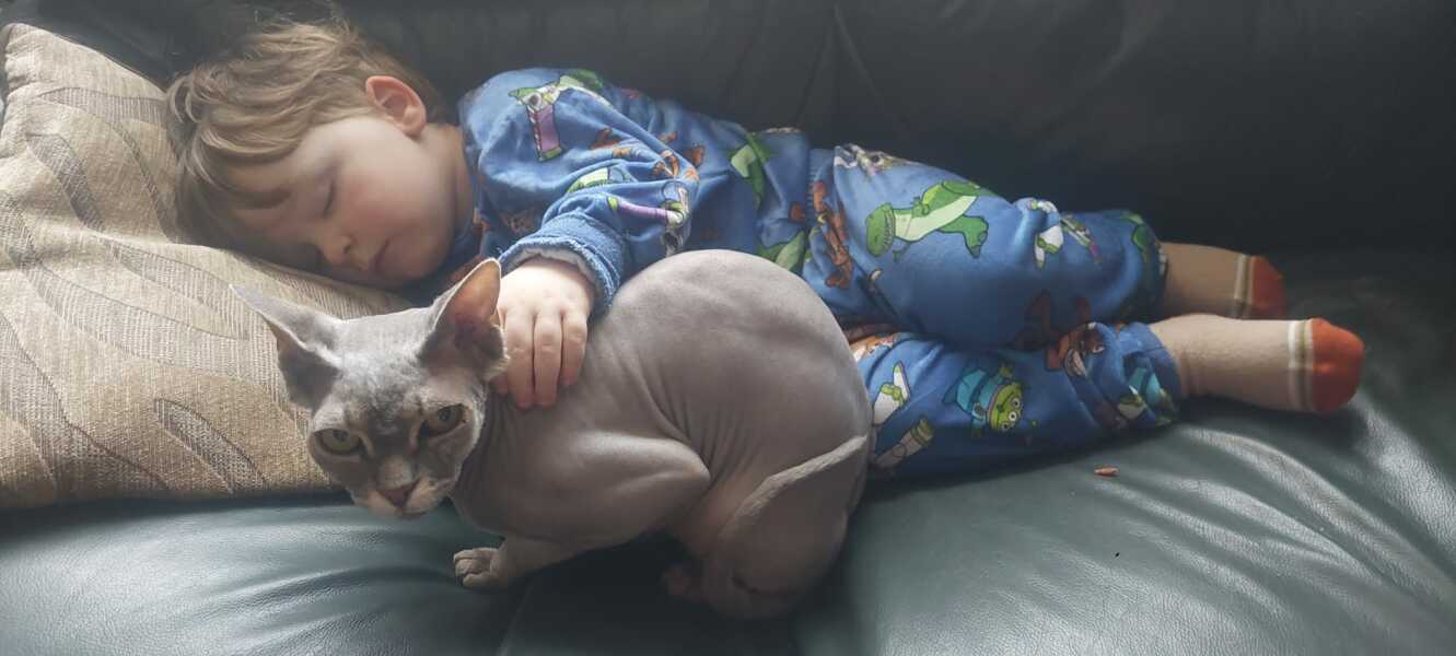 To show you my cat and her kittens for distraction and stress relief purposes?