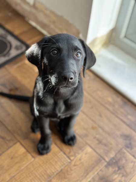 Adolescent Dog Survival Thread - for teenage dirtbags