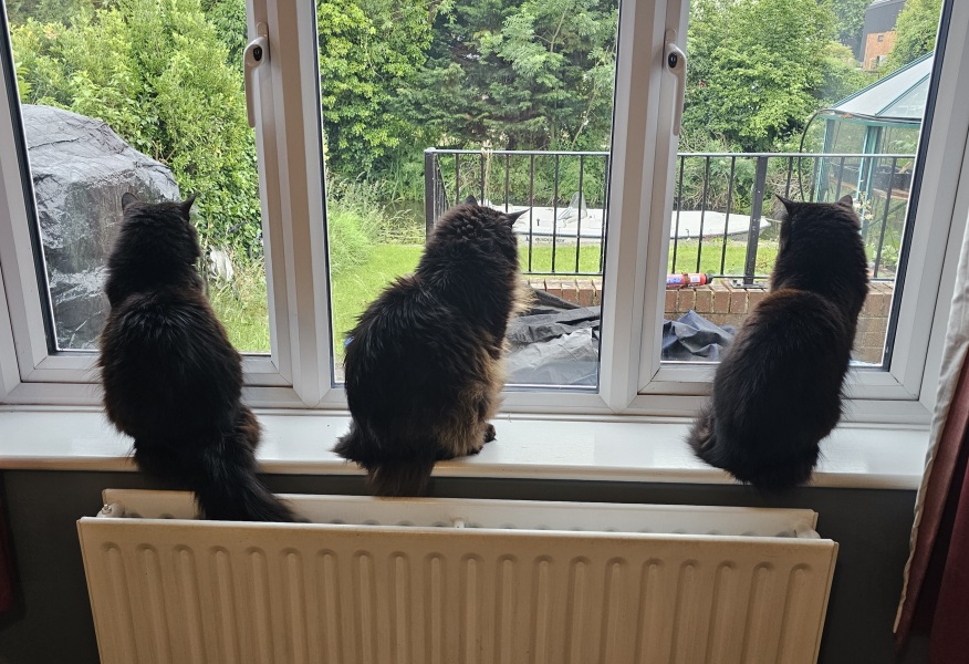 Roond and roond and up and doon - the Excellent Cats roam aboot