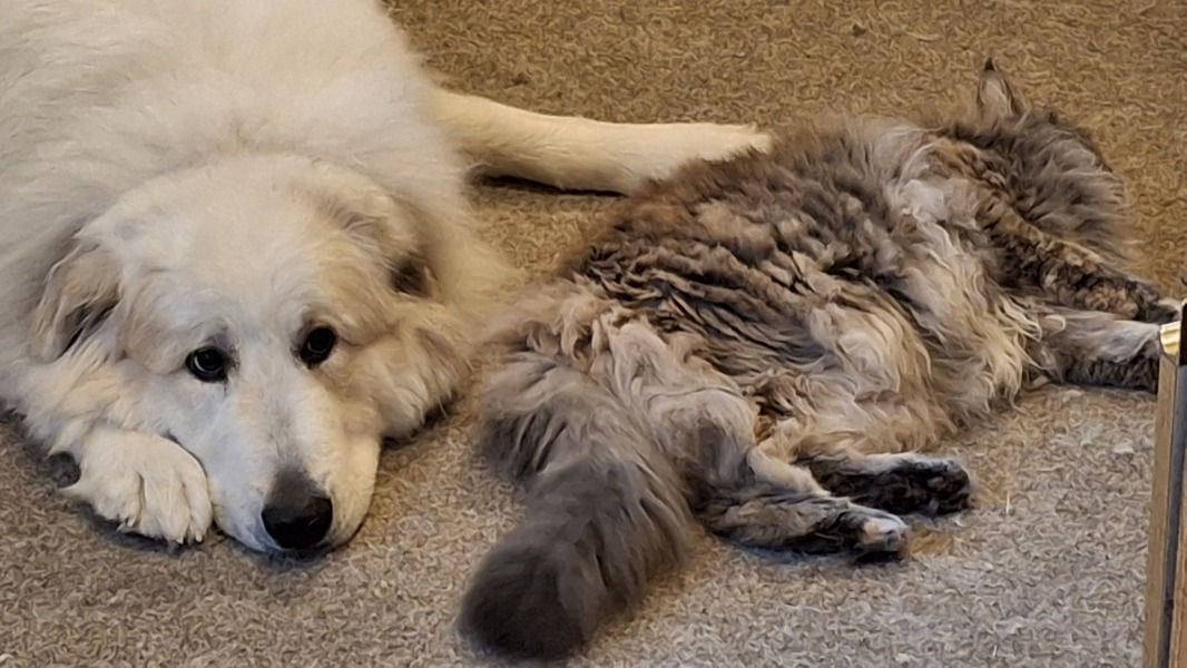 Adolescent Dog Survival Thread - for teenage dirtbags