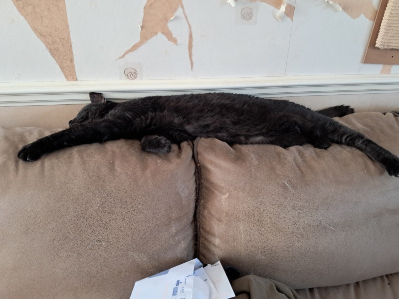 Roond and roond and up and doon - the Excellent Cats roam aboot